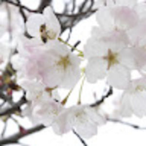 Meet your Posher, Kaylin